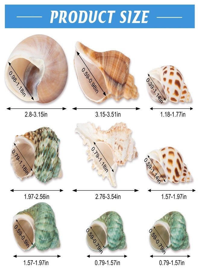 SINKOO 9PCS Hermit Crab Shells Large Small Growth Turbo Seashell Supplies Natural Sea Conch Home Decor - Image 2